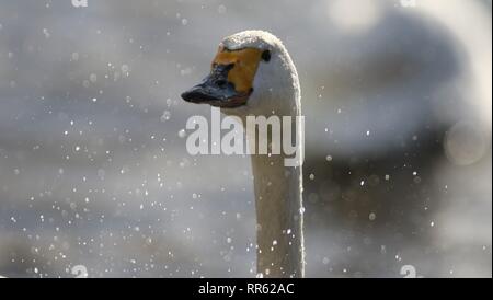 Bewicks Schwan (Cygnus columbianus bewickii) plantschen und flattern im Winter Sonnenlicht. Februar 2019, Gloucestershire, Großbritannien Stockfoto