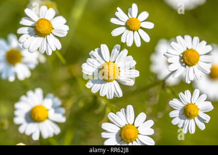 Kamille (Matricaria Chamomilla) Blumen blühen im Feld mit grünem Hintergrund Stockfoto