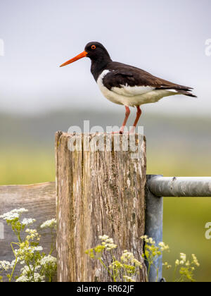 Pied Austernfischer (Haematopus longirostris) auf der Pole im Frühjahr Einstellung mit Kuh parsly in der Zucht Lebensraum gehockt Stockfoto