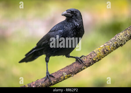 Nebelkrähe (Corvus corone) schwarzer Vogel auf Ast sitzend und mit Blick auf die Kamera Stockfoto