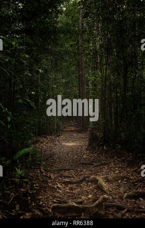 Freiliegende Wurzeln entlang breiten gut ausgetretenen Pfad durch einen dunklen dichten Dschungel Regenwald. Stockfoto