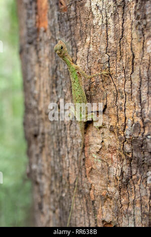 Ein Draco Lizard aka fliegender Drache (Draco Volans) klammert sich an die Rinde eines großen Baumstamm. Stockfoto