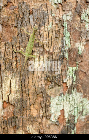 Ein Draco Lizard aka fliegender Drache (Draco Volans) klammert sich an die Rinde eines großen Baumstamm. Stockfoto