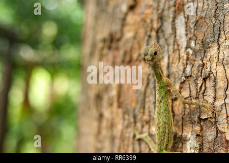 Ein Draco Lizard aka fliegender Drache (Draco Volans) klammert sich an die Rinde eines großen Baumstamm. Stockfoto