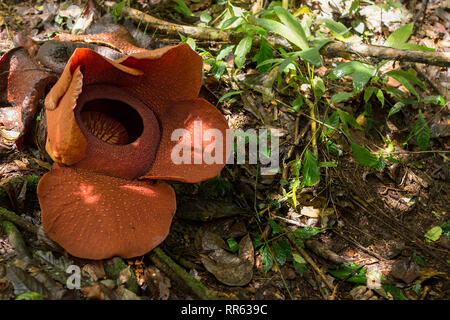 Blühende Beispiele für die Rafflesia arnoldii, die Weltgrößte Blume, im Regenwald von Malaysia gefunden. Stockfoto