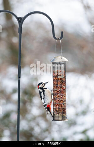 Ein großer Specht (Dendrocopos major) Besuche eine Erdnuss Zuführung in einem Garten gesehen in Aberdeenshire im Winter Stockfoto