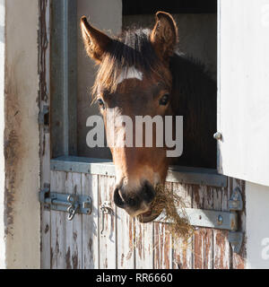 Ein lusitano Fohlen Fütterung mit Heu auf eine stabile Tür Stockfoto