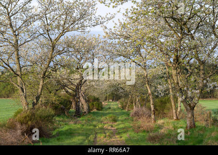 Wilde Kirschen (Prunus Avium) in der Blüte bilden ein Tunnel über einen Grasbewachsenen Weg in ländlichen Aberdeenshire Stockfoto