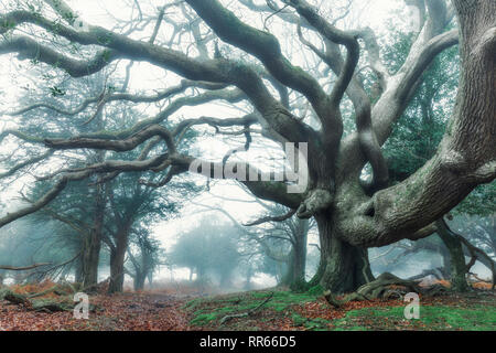 Fritham, Sloden Inclosure, New Forest, Hampshire, England, Großbritannien Stockfoto