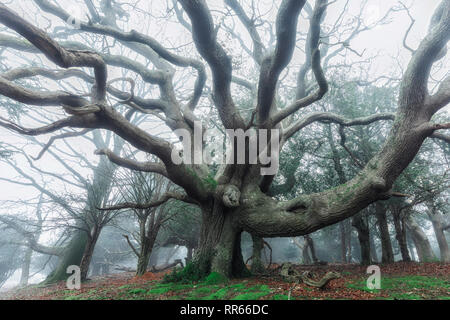 Fritham, Sloden Inclosure, New Forest, Hampshire, England, Großbritannien Stockfoto