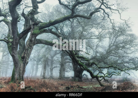 Fritham, Sloden Inclosure, New Forest, Hampshire, England, Großbritannien Stockfoto