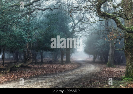 Fritham, Sloden Inclosure, New Forest, Hampshire, England, Großbritannien Stockfoto