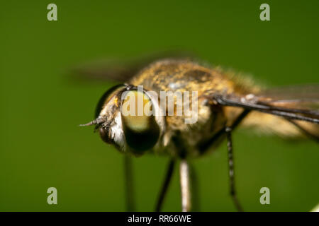 Schwarz, Schweben, Fliegen, Fliegen, Fliegen oder syrphid imitiert eine Biene mit langen Beinen und scharfen Augen voller Textur auf der Seite mit einem schönen grünen b Stockfoto