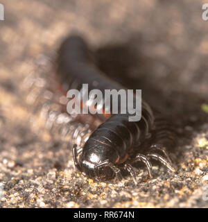 Glänzend Schwarz und Rot Tausendfüßler in Australien gefunden. Diplopoda schwarze Tausendfüßler mit rot/orange Markieren kriechen mit einer Kamera Stockfoto