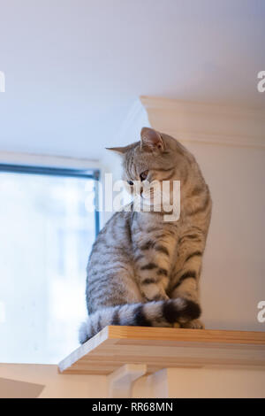 Schöne portrait einer Britisch Kurzhaar Katze. die Katze schaut und wartet. verspielte Katze warten auf ein Spielzeug. für Dekoration und Design Stockfoto