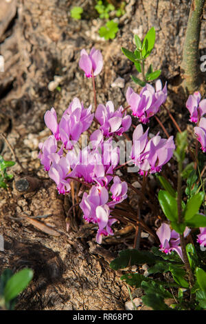 Cyclamen purpurascens wächst wild in Wäldern bei Mirista, Halbinsel Luštica, Montenegro Stockfoto