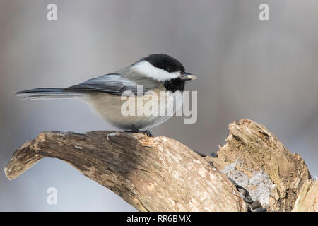 Schwarz capped chickadee im Winter Stockfoto