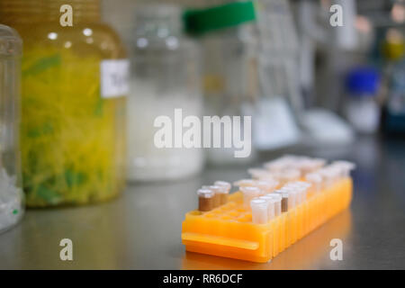 DNA-Probe in PCR-Röhrchen Mikroplatten im Labor Stockfoto