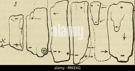 . Abhandlungen der Senckenbergischen Naturforschenden Gesellschaft. Natural History. Abb. 1. Grundrifs eines zerklüfteten Magnetsteines v. Pranken-stein südlich vom Signal, ab Klüfte. Kopie / Ludwig und Seibert, 1863. EG/et. Abb. 2. (Skizze) Grundrifs eines^ Jfj^ Magnetsteinfelsens Eine der" •&lt;^C^gleichen Stelle wie obiger Fels, 33 Schritte südsüdwestl. vom Signal, der Pfeil giebt immer sterben Richtung der Nord-Nadel eine, sterben Pole im Ring liegen etwas unter der Ober-fläche. Die punktirten Teile der Felsen liegen tiefer, Sindh Orig.-von Moos bedeckt und heben sich nicht scharf ab. Ganze Sterben Stockfoto