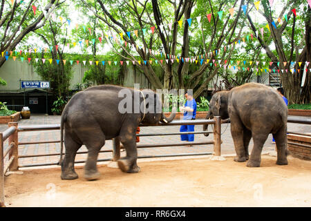 Junge Elefanten stehen und warten Reisende Menschen besuchen und suchen und fressen in der samphran elephant Boden & Zoo am Juli 17, 2018 in Nakhon Phato Stockfoto