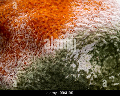 Schöne Makro von Pilz auf Schimmel, moudy orange. Natürliche Zersetzung. Stockfoto