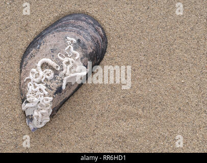 Mussel Shell mit natürlichem Kalk-Rohre von marine Würmer, wie Pomatoceros Arten. Am Strand gefunden. Stockfoto