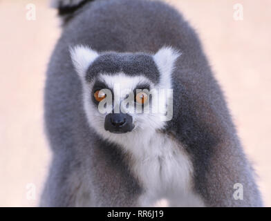 Ring Tailed Lemur in Richtung Kamera schließen Sie die Aktion Portrait Stockfoto