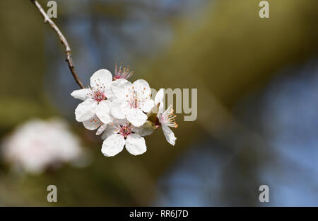 Blüten im Frühling auf einem Cherry Plum Tree Stockfoto