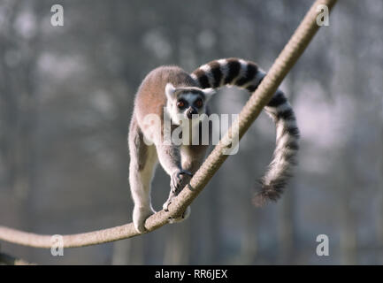 Ring Tailed Lemur in Aktion läuft an einem Seil auf allen Vieren Stockfoto