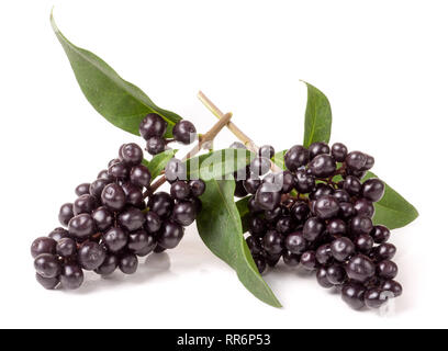 Zweig der Liguster oder Ligustrum vulgare auf weißem Hintergrund Stockfoto