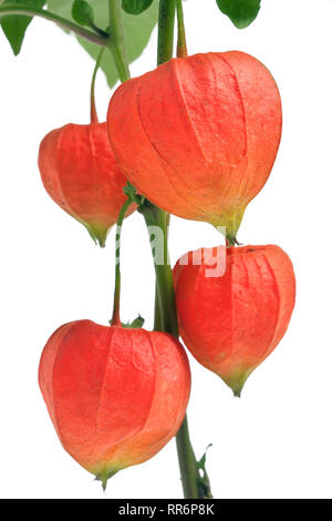 Physalis Zweig auf weißem Hintergrund Makro isoliert Stockfoto