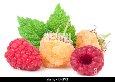 Rote und gelbe Himbeeren mit Blättern auf weißem Hintergrund Stockfoto