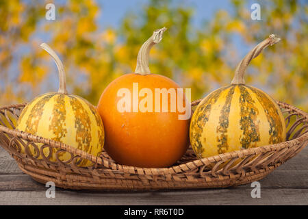 Orange und gestreifte dekorative Kürbisse auf einem Holztisch in Weidenkorb mit unscharfen Garten Hintergrund Stockfoto