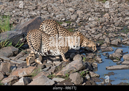 Zwei männliche Geparden (Acinonyx jubatus), die zur Tano Bora oder zur prächtigen fünf-Mann-Koalition gehören, trinken früh am Morgen an einem Wasserloch. Stockfoto