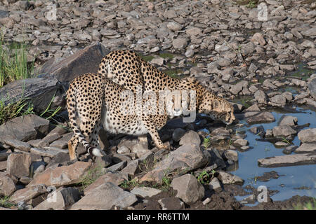 Zwei männliche Geparden (Acinonyx jubatus), die zur Tano Bora oder zur prächtigen fünf-Mann-Koalition gehören, trinken früh am Morgen an einem Wasserloch. Stockfoto