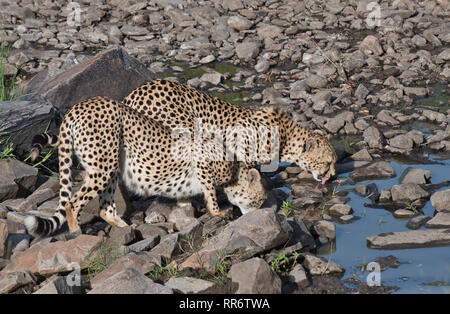 Zwei männliche Geparden (Acinonyx jubatus) trinken früh am Morgen an einem Wasserloch. Diese beiden sind Teil der Tano Bora Koalition von fünf Männern. Stockfoto