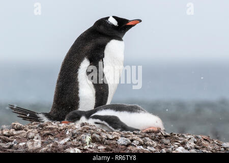 Gentoo Pinguin nach Neben jungen Küken Liegen am Strand in der Antarktis Stockfoto