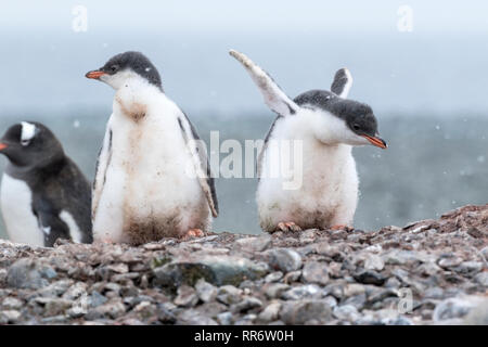 Gentoo Pinguin, zwei junge Küken am Strand in der Antarktis stehen Stockfoto