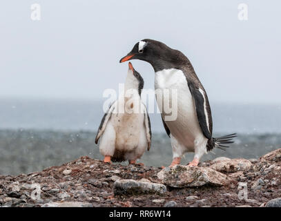 Gentoo Pinguin nach Fütterung Küken in der Antarktis Stockfoto