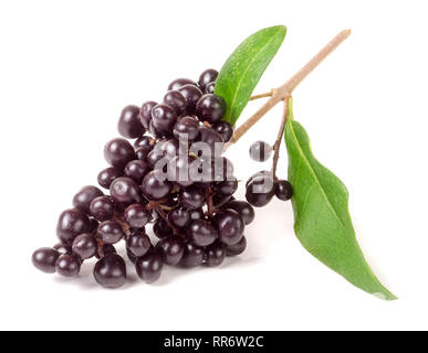 Zweig der Liguster oder Ligustrum vulgare auf weißem Hintergrund Stockfoto