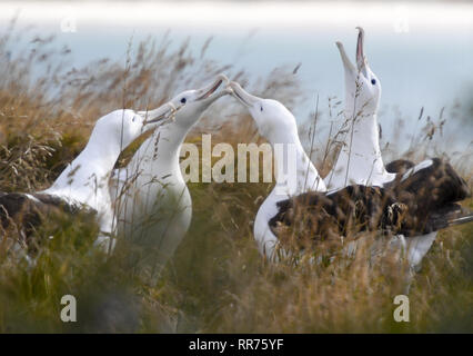 Dunedin, Neuseeland. 24 Feb, 2019. Northern Royal Albatrosse sind im Royal Albatross Zentrum in Taiaroa Head, Dunedin, Neuseeland gesehen, am 24.02.2019. Jedes Jahr über 40 Paare der Nördlichen Royal albatrosse Nisten und Brüten nur Festland Zucht der Welt Kolonie am Taiaroa Head. Von Januar diesen Jahres, insgesamt 29 Albatross chicks haben in der letzten Saison ab September letzten Jahres geschlüpft. Quelle: Guo Lei/Xinhua/Alamy leben Nachrichten Stockfoto