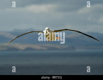 Dunedin, Neuseeland. 24 Feb, 2019. Eine nördliche Royal Albatross fliegt im Royal Albatross Zentrum in Taiaroa Head, Dunedin, Neuseeland, am 24.02.2019. Jedes Jahr über 40 Paare der Nördlichen Royal albatrosse Nisten und Brüten nur Festland Zucht der Welt Kolonie am Taiaroa Head. Von Januar diesen Jahres, insgesamt 29 Albatross chicks haben in der letzten Saison ab September letzten Jahres geschlüpft. Quelle: Guo Lei/Xinhua/Alamy leben Nachrichten Stockfoto
