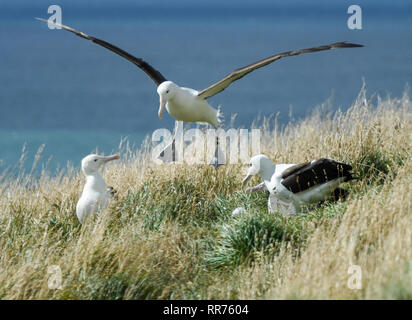 Dunedin, Neuseeland. 24 Feb, 2019. Northern Royal Albatrosse sind im Royal Albatross Zentrum in Taiaroa Head, Dunedin, Neuseeland gesehen, am 24.02.2019. Jedes Jahr über 40 Paare der Nördlichen Royal albatrosse Nisten und Brüten nur Festland Zucht der Welt Kolonie am Taiaroa Head. Von Januar diesen Jahres, insgesamt 29 Albatross chicks haben in der letzten Saison ab September letzten Jahres geschlüpft. Quelle: Guo Lei/Xinhua/Alamy leben Nachrichten