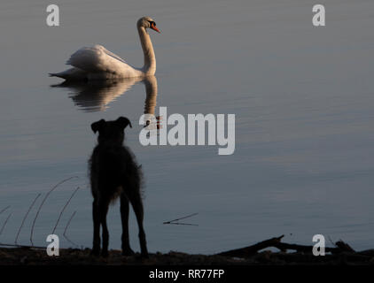 Berlin, Deutschland. 25 Feb, 2019. Ein Schwan ist am frühen Morgen auf dem Wannsee und ist durch einen Hund beobachtet. Credit: Paul Zinken/dpa/Alamy leben Nachrichten Stockfoto