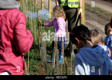 Allgemeine Ansichten von der Bepflanzung und ein 'MÜ-hedging' Ereignis zu helfen, Tiere, Häuser auf dem slindon Immobilien, Sussex, UK. Stockfoto