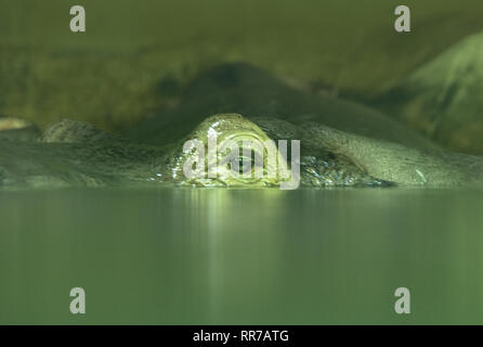 Versenkt Hippopotamus - Blick auf das Auge aus dem Wasser Stockfoto