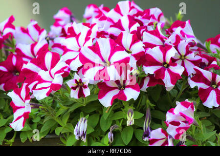 bunte Petunien Blume im Garten Stockfoto