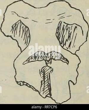 . Abhandlungen der Königlich Bayerischen Akademie, Christian. . Bitte beachten Sie, dass diese Bilder sind von der gescannten Seite Bilder, die digital für die Lesbarkeit verbessert haben mögen - Färbung und Aussehen dieser Abbildungen können nicht perfekt dem Original ähneln. extrahiert. Königlich Bayerische Akademie, Christian. Stockfoto