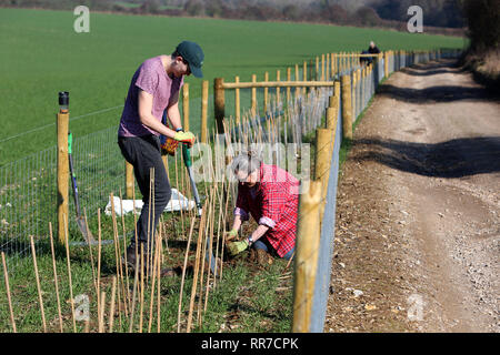 Allgemeine Ansichten von der Bepflanzung und ein 'MÜ-hedging' Ereignis zu helfen, Tiere, Häuser auf dem slindon Immobilien, Sussex, UK. Stockfoto