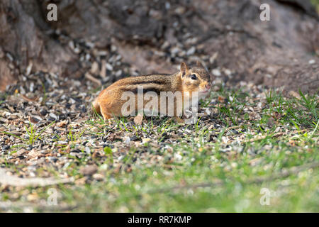 Eastern Chipmunk am Boden. Stockfoto